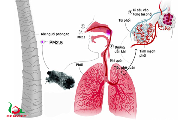 tác hại của bụi mịn PM 2.5 